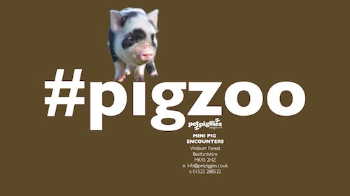 #pigzoo