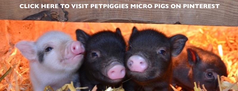 petpiggies micro pigs on pinterest