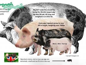 How big do micro pigs get?