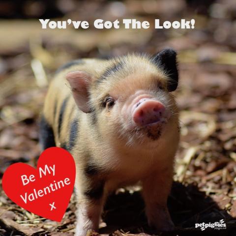 micro-pig-valentines-you've-got-the-look