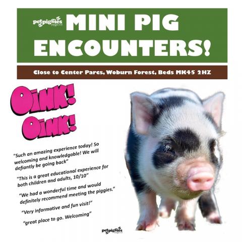 micro-pig-experience-near-woburn-forest-center-parcs