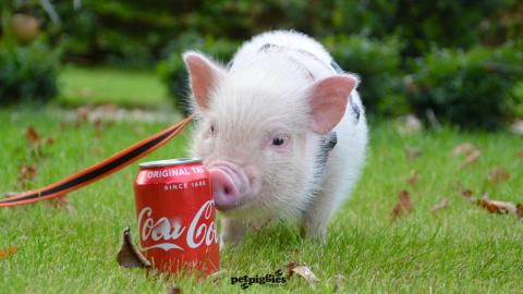 pink-baby-micro-pig-by-coke-can