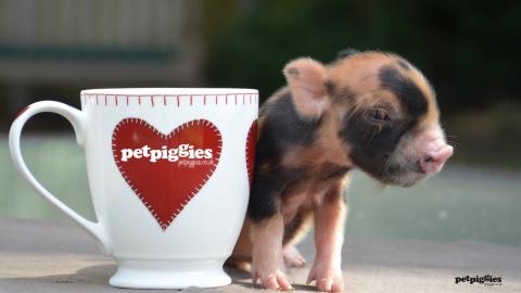 tea cup pigs