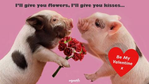 valentines-micro-pigs-flowers