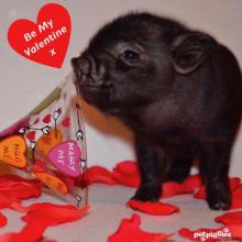 baby-micro-pig-valentines