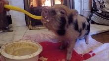 baby micro pig eating porridge