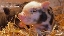 micro-pig-experience-woburn-forest