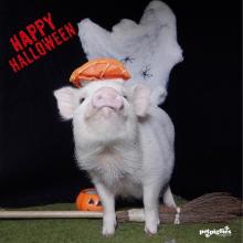 Micro Pig at Halloween