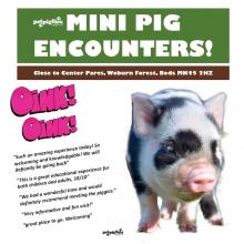 micro-pig-experience-near-center-parcs-woburn-forest.